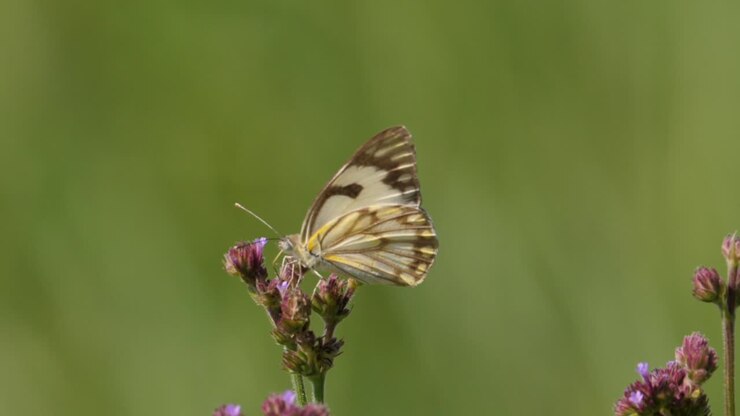 Scatto macro di una farfalla bianca venata di marrone posata su una verbena alta e poi che vola via