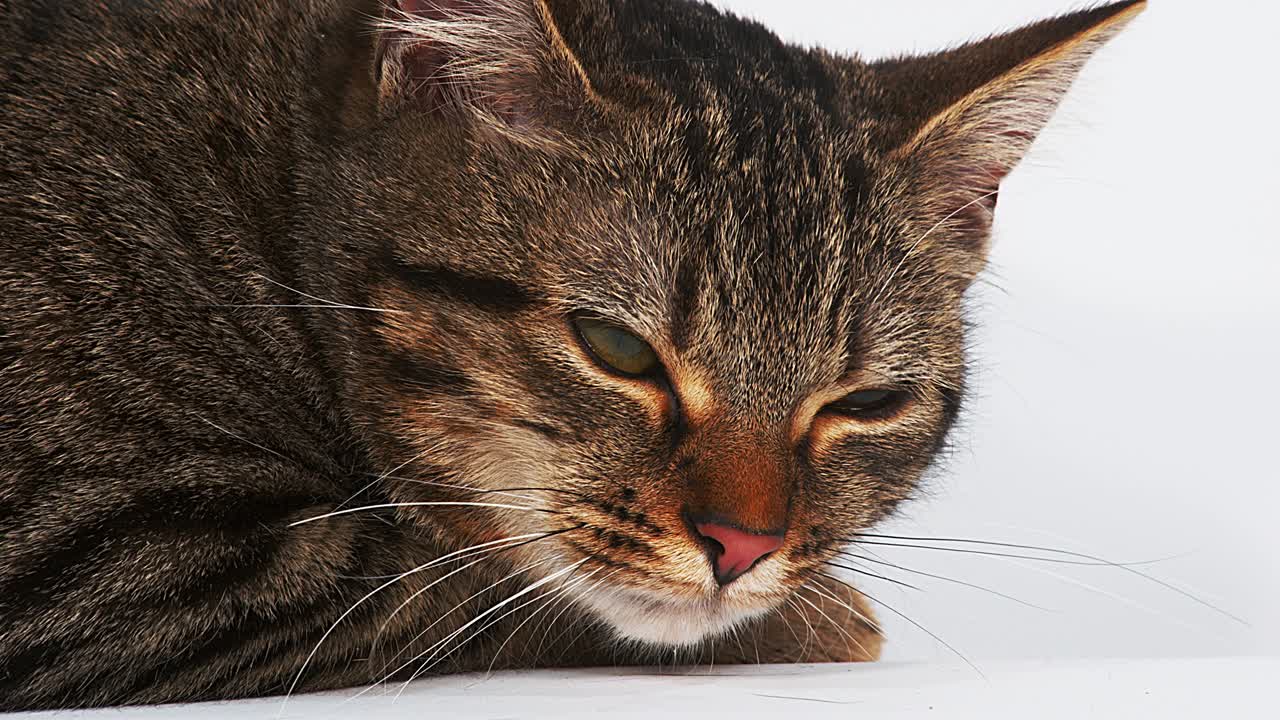 Gatto soriano marrone domestico su sfondo bianco, in tempo reale 4K