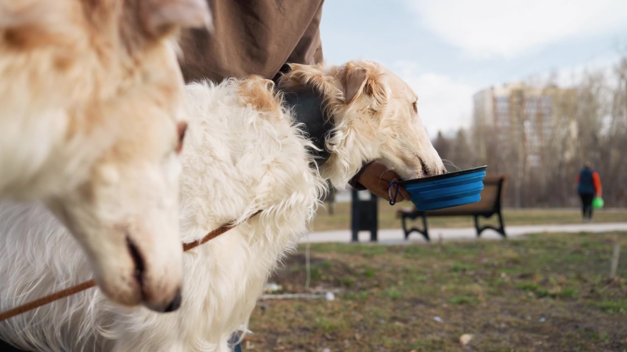 Due cani con pelo lungo e bianco stanno vicini all'aperto, uno tiene una ciotola pieghevole blu in bocca. Il braccio di una persona e pantaloni a quadri sono visibili dietro di loro mentre interagiscono con calma