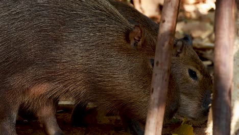 capybaras