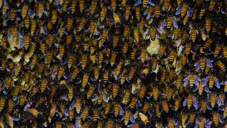 Es-Ist-Bekannt,-Dass-Riesige-Honigbienen-Große-Nestkolonien-Mit-Symmetrischen-Taschen-Aus-Wachs-Bauen,-In-Denen-Sie-Honig-Als-Nahrungsquelle-Speichern-Können