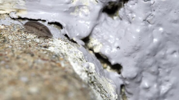 Nærbillede af slimet salamander på kanten af en betonblok, skræmt hopper ned fra en bænkebider