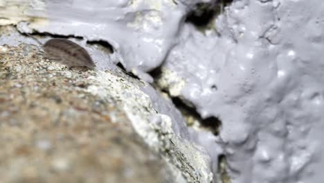 un primer plano de una salamandra viscosa en el borde de un bloque de hormigón, asustada saltando desde el escarabajo de la píldora