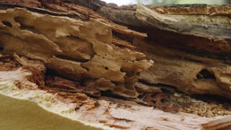 rotten out wood on an oak tree branch