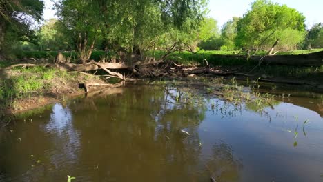 Naturschutzgebiet-Mit-Auen-Im-Wald-Von-Marchegg-In-Niederösterreich