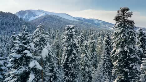 Hermoso-Bosque-De-Nieve-En-Invierno.-Volando-Sobre-Pinos-Cubiertos-De-Nieve.