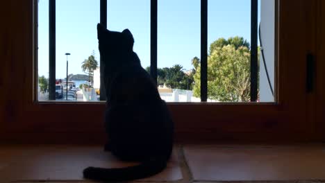 black kitten looking through the window as a truck passes