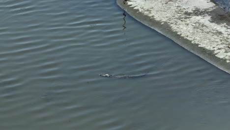 crocodile floating on water surface at laguna de las garzas in manzanillo, colima, mexico