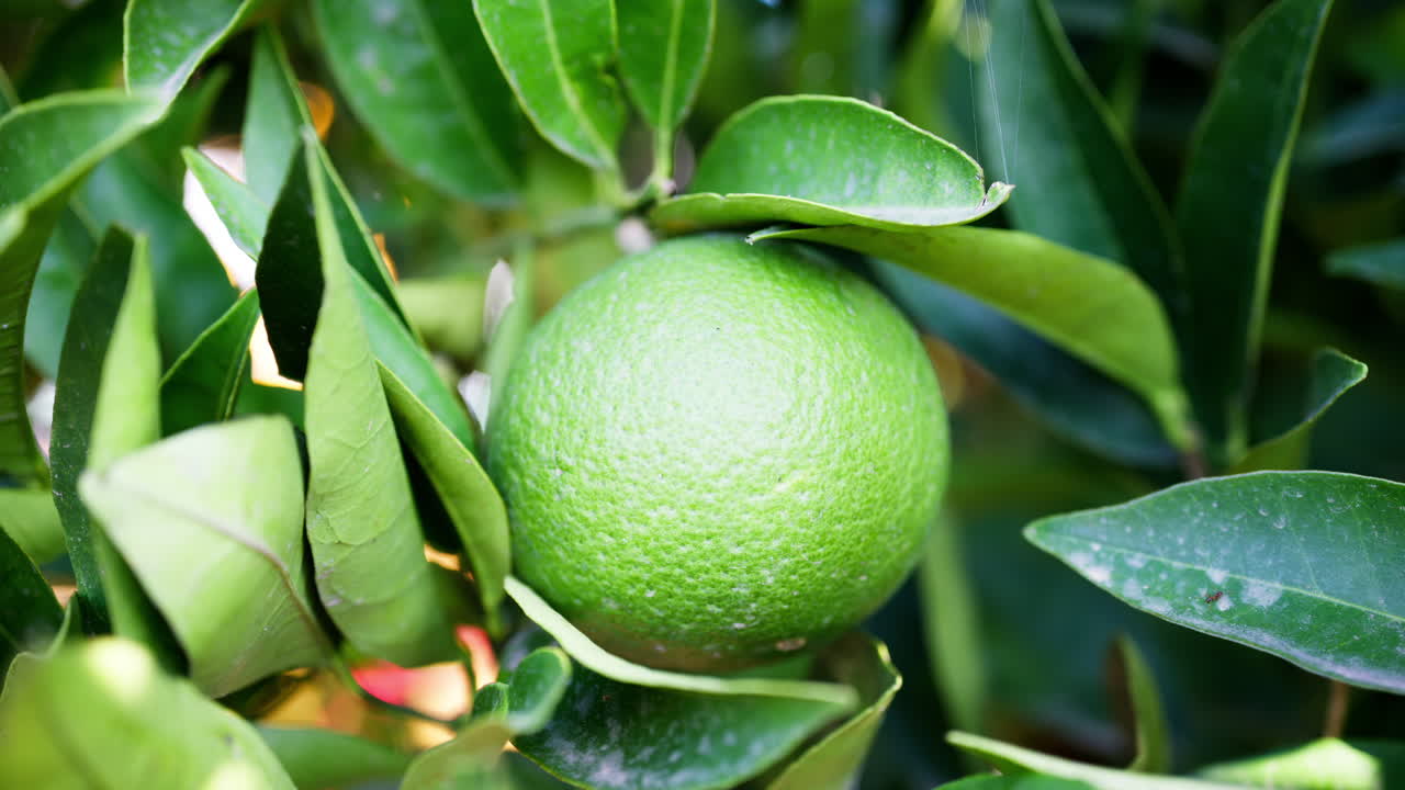 Close up of a green, wet lemon growing on a tree