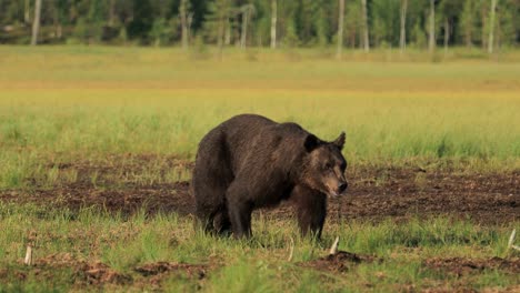 Brown-bear-(Ursus-arctos)-in-wild-nature-is-a-bear-that-is-found-across-much-of-northern-Eurasia-and-North-America.-In-North-America,-the-populations-of-brown-bears-are-often-called-grizzly-bears.