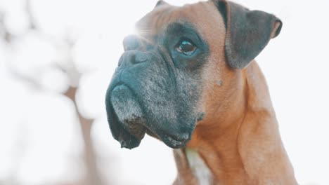 Boxer dog looking up with hopeful expression