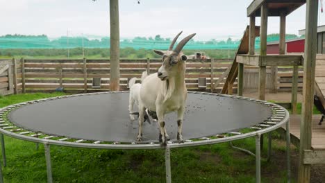 a goat standing on a trampoline next to a play structure in a zoo enclosure