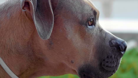 pitbul dog sniffing  shot at 100fps 4k