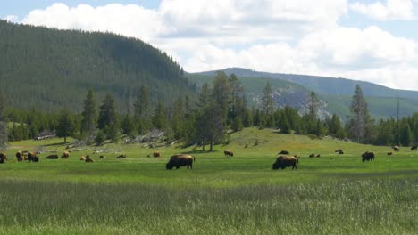 wide shot of buffalo roaming green field in yellowstone national park