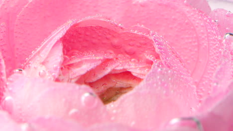 pink rose with water drops