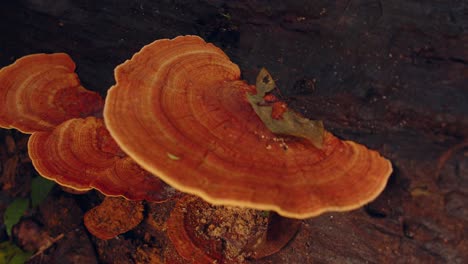 hermosos hongos poliporaceos que crecen en los troncos de los árboles