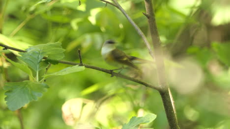 Female-American-redstart-take-off,-Lush-tree-foliage-in-background,-Canada