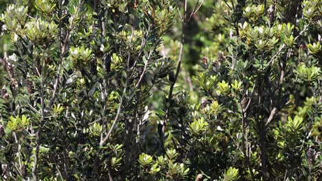 leaves fluttering slightly in the wind