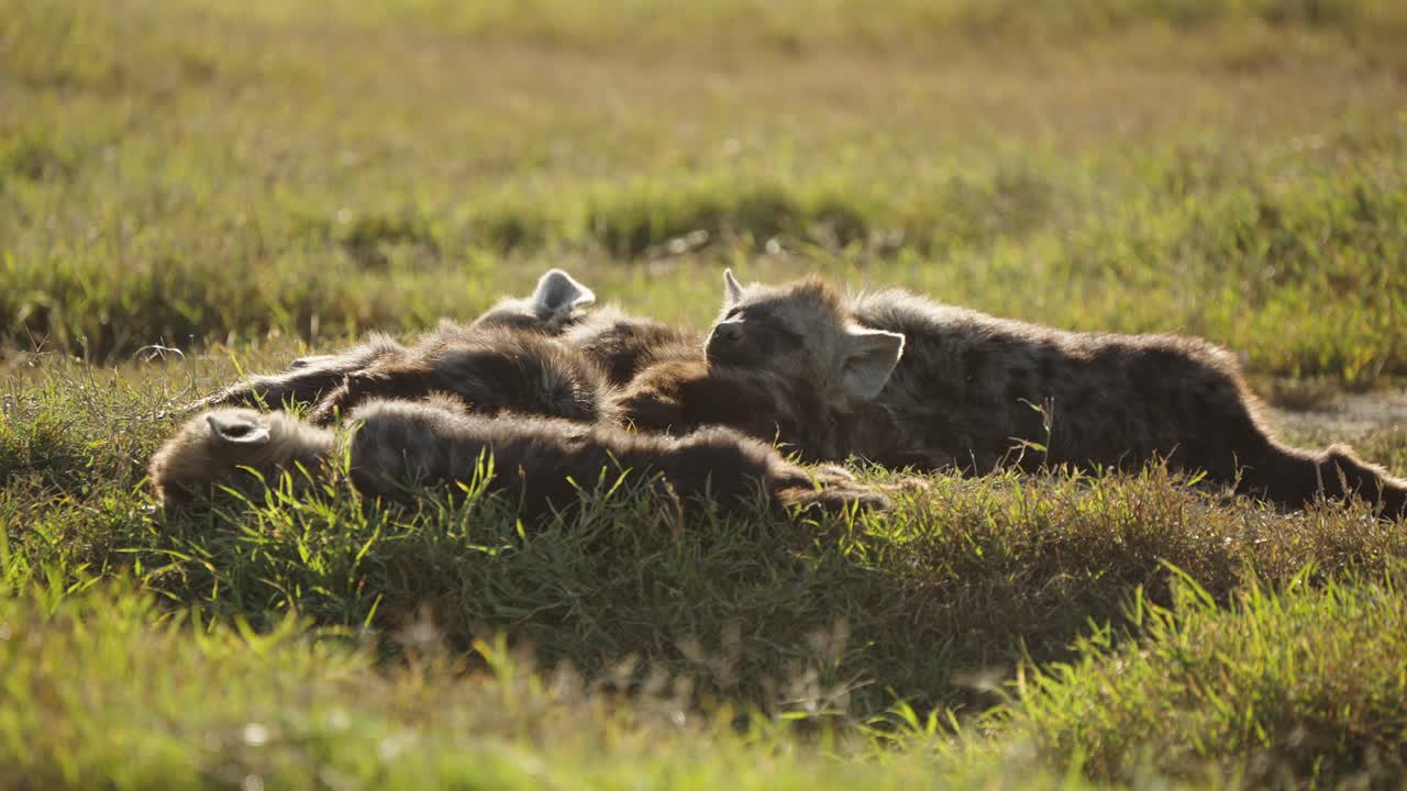 A group of five spotted hyenas sleeping peacefully on the savanna’s grass. The wild animals rest close together, showing a calm and social side of their behavior