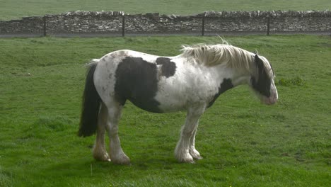 un hermoso caballo en un pasto en el viento