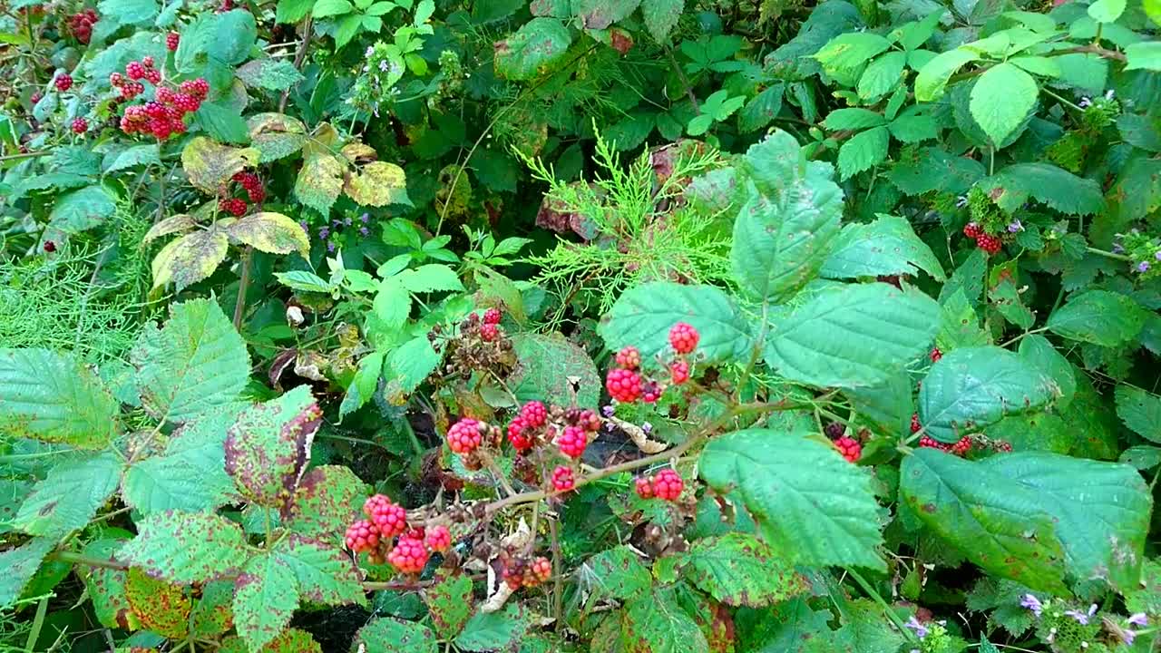 Day Summer Time Up And Side View On Ripe Wild Raspberry Fruits Bush (red berries)