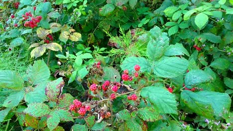 day summer time up and side view on ripe wild raspberry fruits bush (red berries)