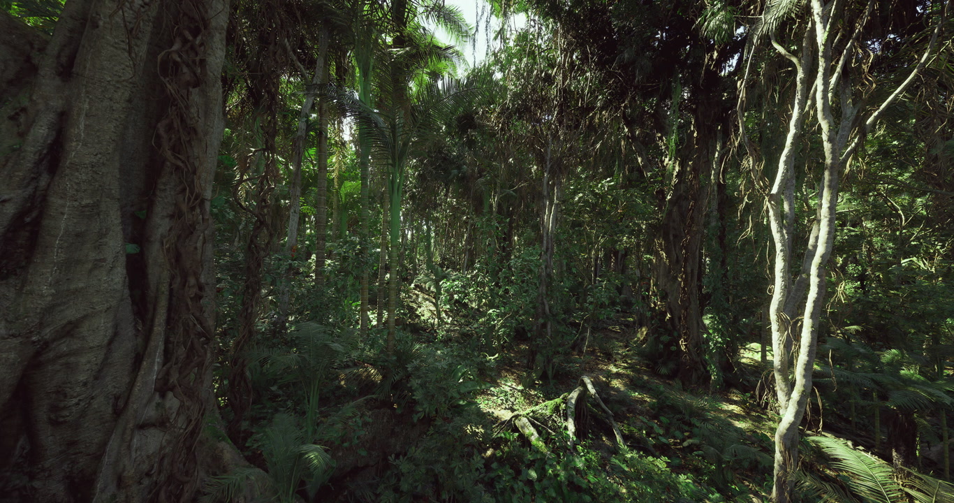 Imposing banyan tree with supporting roots and textured bark