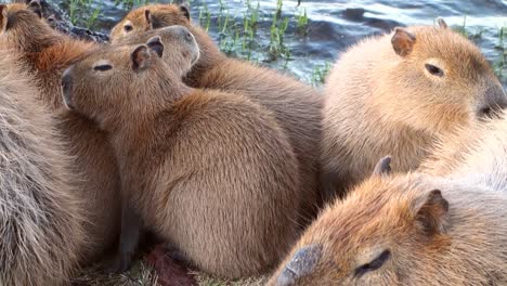 family of capybaras gather together on the edge lake