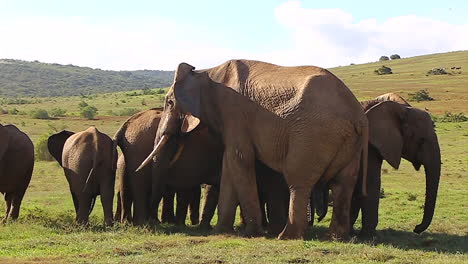 herd of african elephants in addo elephant park