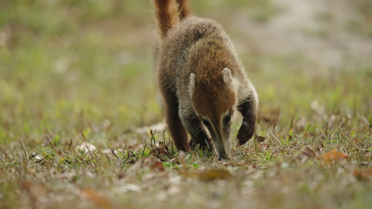 A wild coati sniffs through the grass in Tikal, focused on the ground as it searches for food in its natural jungle habitat.