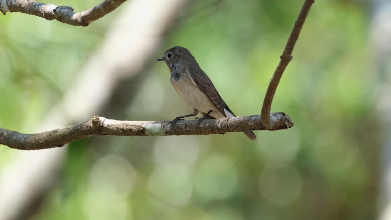 sentado en una pequeña rama de un árbol, el cazaflies de garganta roja ficus albicella estaba mirando, arriba, abajo, y sus alrededores, en el parque nacional khao yai, nakhon ratchasima en tailandia