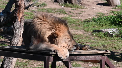 a male lion is resting on a wooden plank in a french zoo