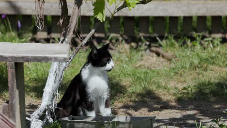 domestic cat with black and white fur outside the yard