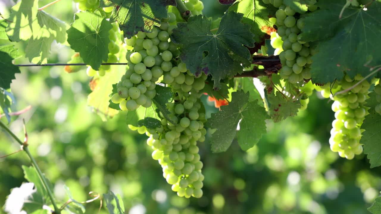 bunch of green grapes in a vineyard Italy