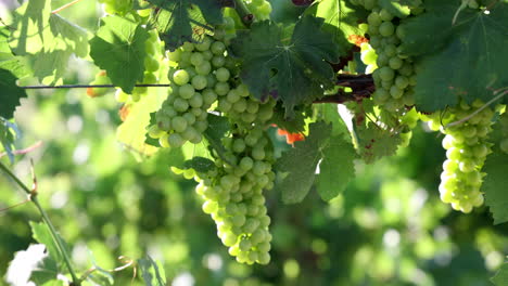 bunch of green grapes in a vineyard italy