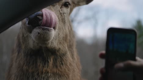 Un-Turista-Tomando-Una-Foto-De-Primer-Plano-De-Una-Cara-De-Alce-Toro-Con-Su-Lengua-Sobresaliendo-En-Parc-Omega,-Quebec,-Canadá---Encuentro-Cercano-Con-La-Vida-Silvestre---Cámara-Lenta