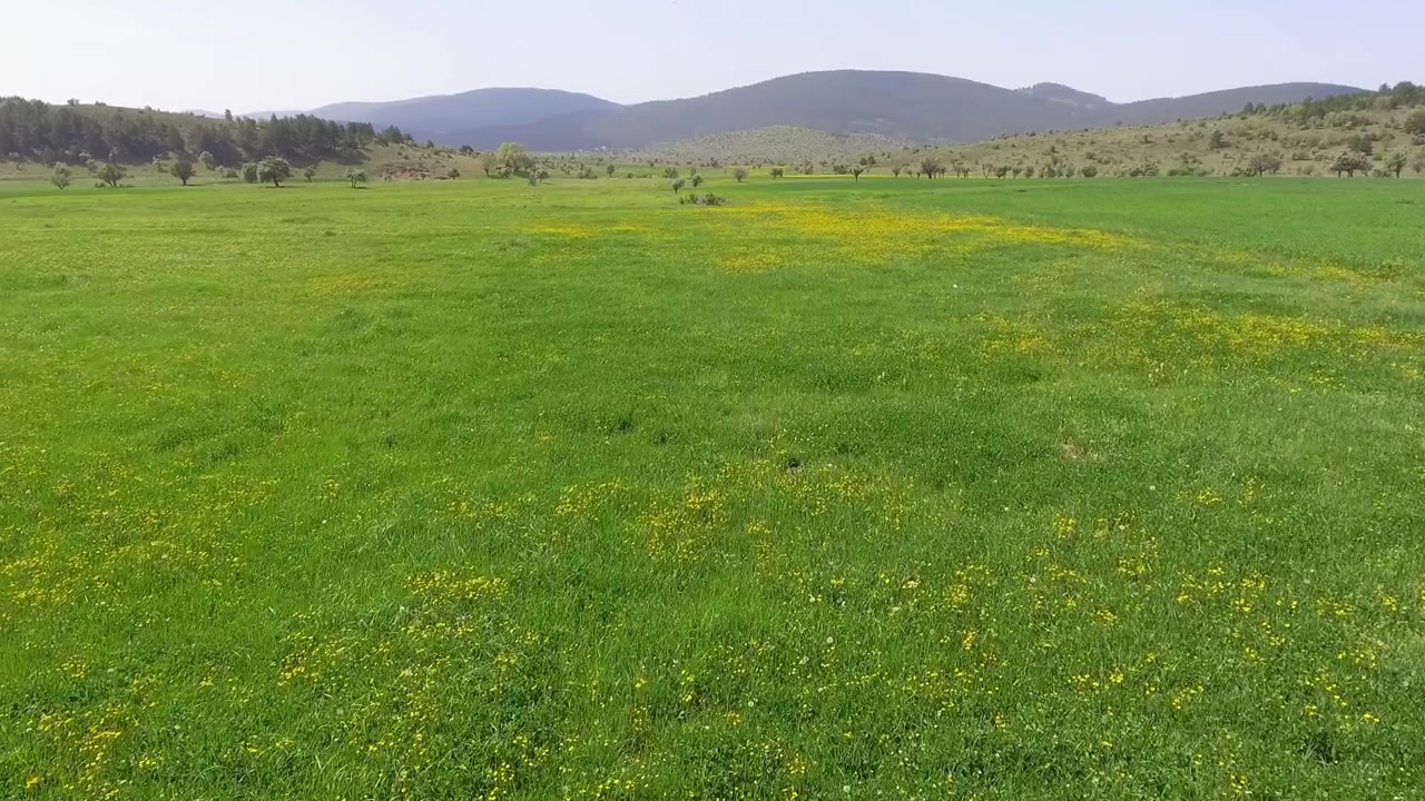 Aerial View of a Lush Green Meadow with Yellow Wildflowers
