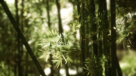 Green-bamboo-forest-in-Hawaii