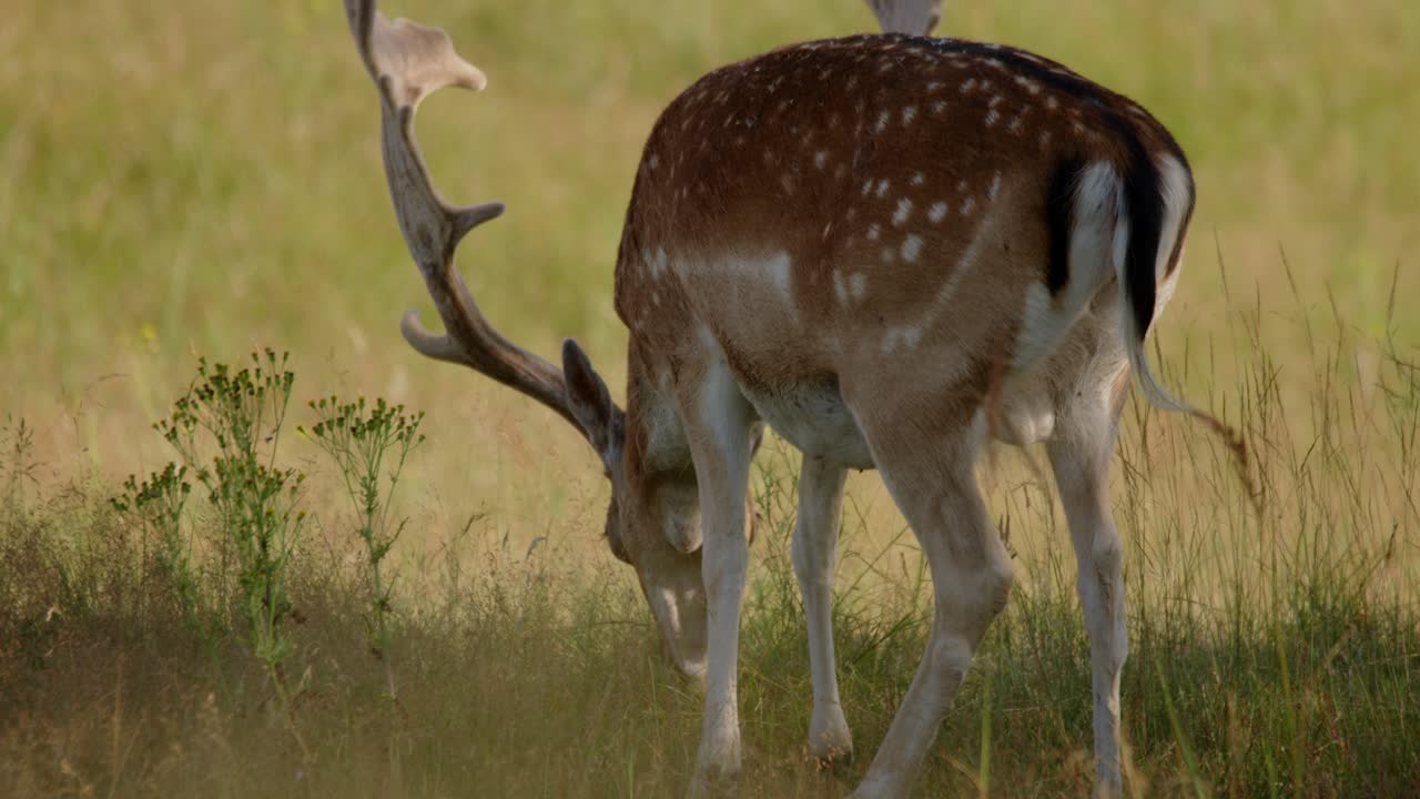 ciervos en barbecho pastando en el césped en el amsterdamse waterleidingduinen en bentveld, países bajos