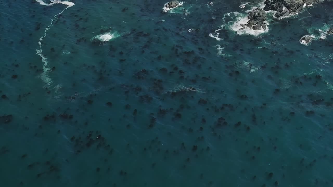 Sharks swimming near the coast in California, USA captured from above