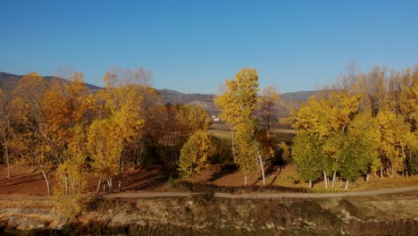 bosque con álamos amarillos junto a parcelas plantadas cerca del pueblo en la mañana de otoño