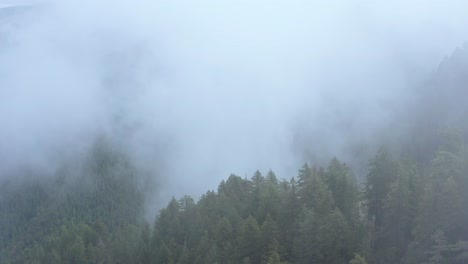 aerial through dense fog over green summer evergreen forest in mountains