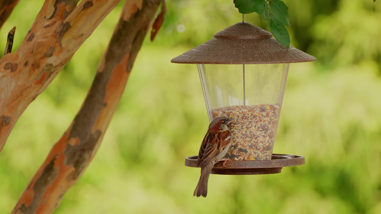 Pássaro Pintassilgo-doméstico em um comedouro suspenso contra um fundo natural com efeito bokeh. Foto com foco seletivo
