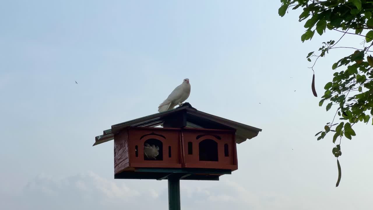 A white dove perched on a wooden cage with sky on the background.