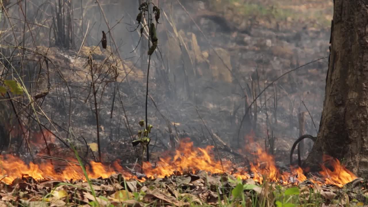 Medium shot of forest fire burning through woodland with smoke.