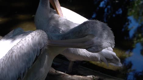 Cerrar-La-Vista-En-Cámara-Lenta-Del-Pelícano-Limpiando-Sus-Plumas-Al-Aire-Libre