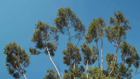 Las-Ramas-Altas-De-Los-árboles-De-Eucalipto-Se-Balancean-En-El-Viento-Recortadas-Contra-El-Cielo-Azul-Claro