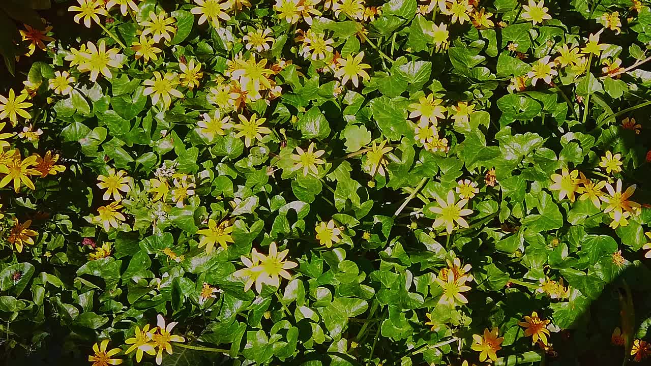 Vårkål, gule villblomster som vokser i en engelsk landhage