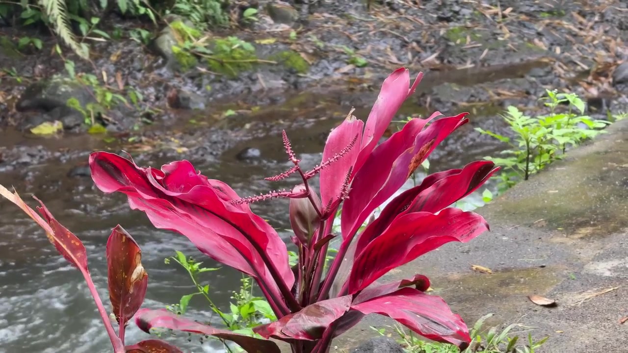 Pianta di Cordyline rossa vivace che cresce accanto a un ruscello che scorre.