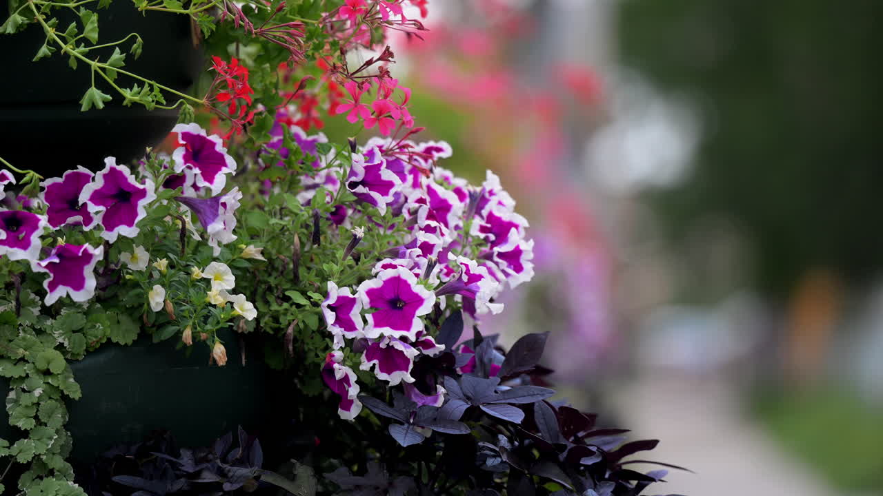 Petúnias coloridas e flores de gerânio em floreira na calçada